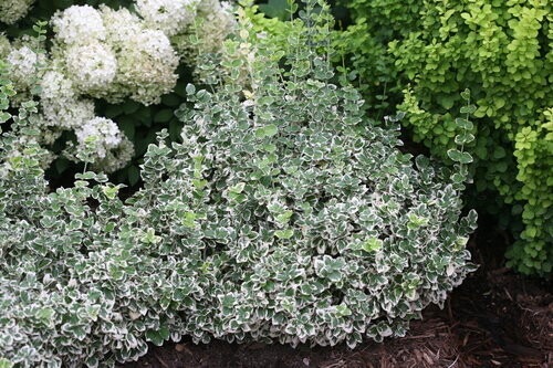 Euonymus, winter creeper 'White Album®' evergreen shade perennial, Proven Winner, gallon pot