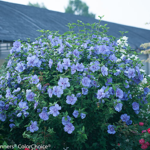 Hibiscus syriacus, Rose of Sharon 'Blue Chiffon®', perennial shrub, Proven Winner, gallon pot