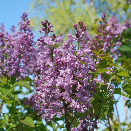 Syringa, Lilac 'SCENTARA® Double Blue', Proven Winner, perennial shrub, Gallon pot