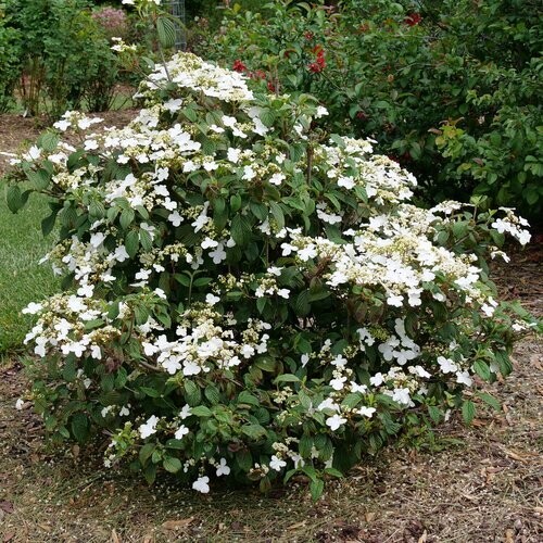 Viburnum, Doublefile 'Steady Eddy®', Proven Winner, perennial shrub, gallon pot