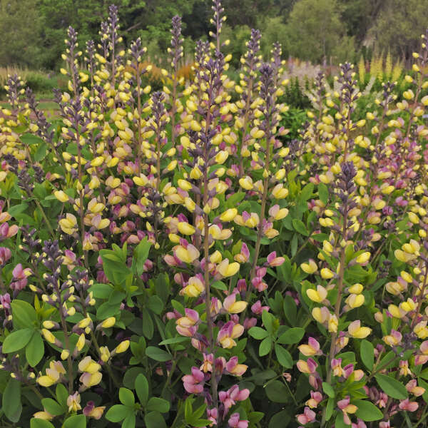Baptisia, 'Pink Lemonade', NATIVE, Proven Winner, 2 gallon pot