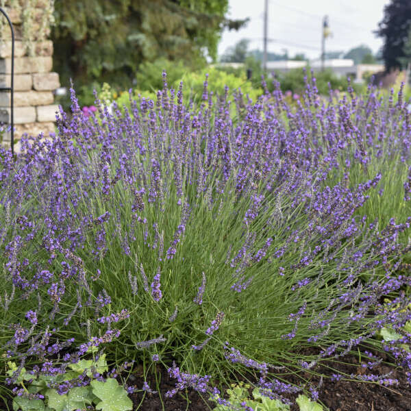 Lavender, 'Phenomenal', perennial, 4" Eco Pot