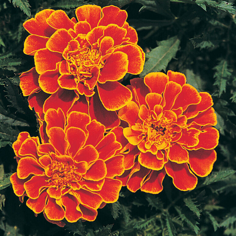 Marigold, 'Queen Sophia', annual, 2 1/3" Eco Pot