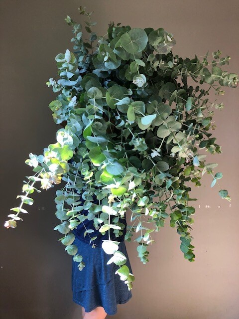 Eucalyptus Silver Dollar, potential perennial, Quart Pot