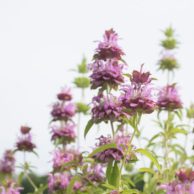 Monarda citriodora, Lemon Mint, NATIVE, annual, 2 1/3" Eco Pot