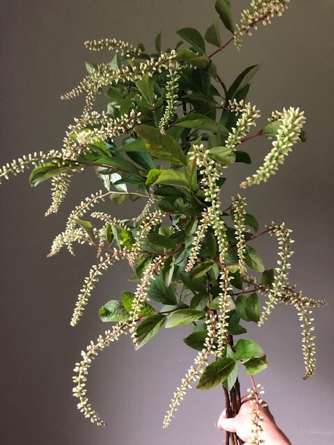 Itea virginica, Sweetspire 'Henry's Garnet', NATIVE, perennial shrub, quart pot