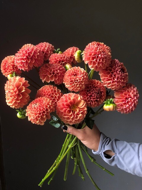 Hy Suntan Dahlia Tuber