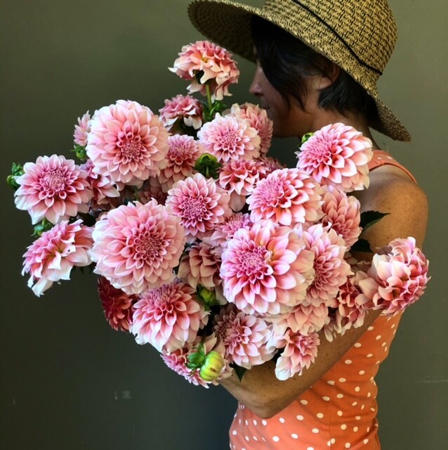 Peaches N Cream Dahlia Tuber