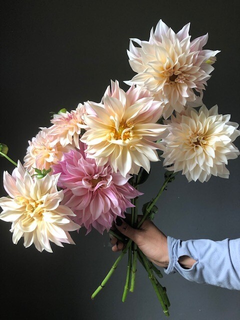 Cafe Au Lait Dahlia Tuber