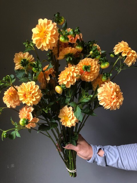 Golden Scepter Dahlia Tuber