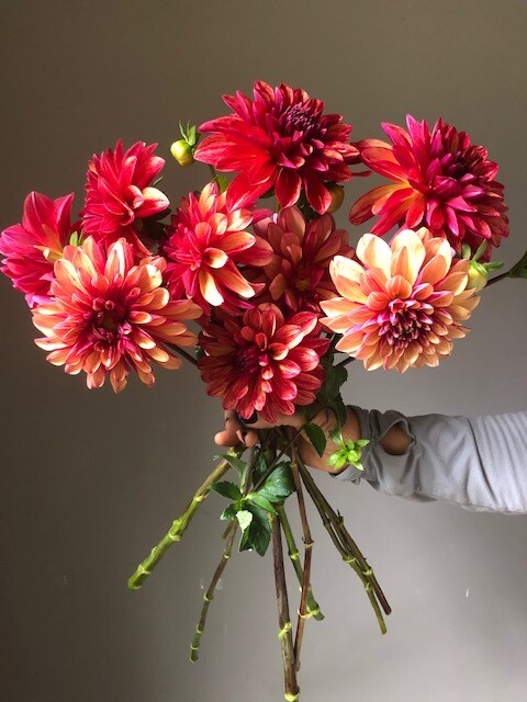 Gitts Crazy Dahlia Tuber