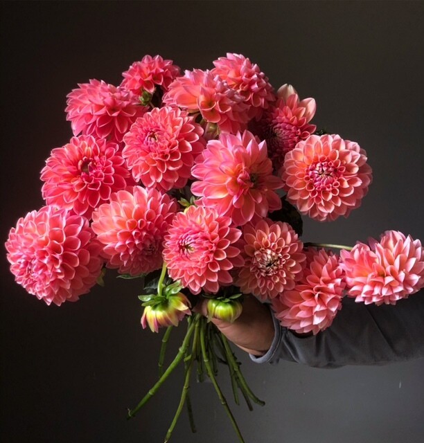 Linda's Baby Dahlia Tuber