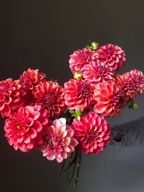 Ice Tea Dahlia Tuber