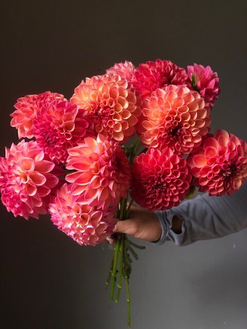 Robin Hood Dahlia Tuber