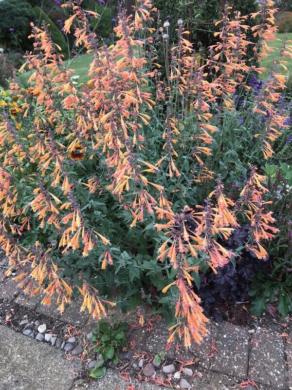 Hummingbird Mint, Agastache aurantiaca, Navajo Sunset, perennial, Quart Pot