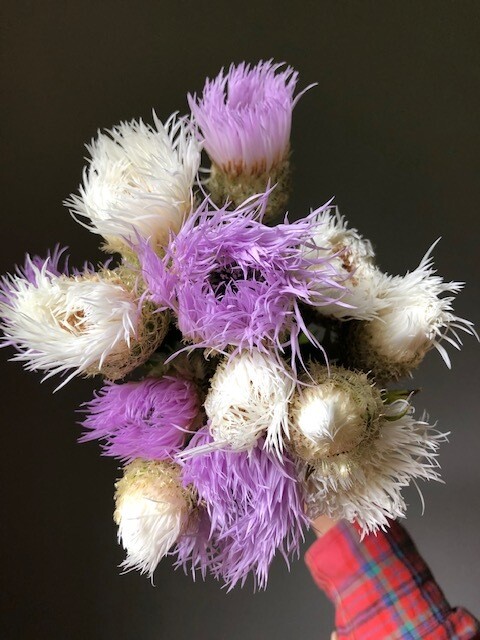 Basket Flower, purple, 2 1/3" Eco Pot, biennial