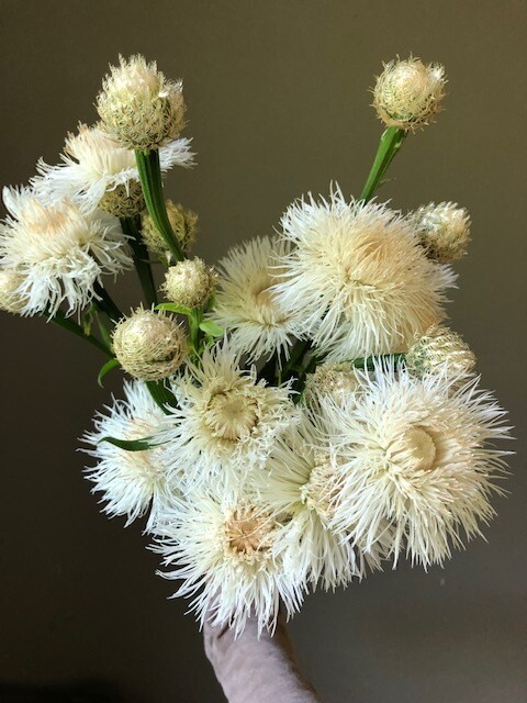 Basket Flower, White, 2 1/3" Eco Pot, Biennial