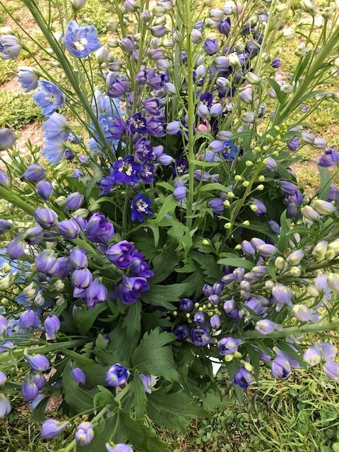 Delphinium, Blue Shades Combo Pack, 10 Plants, 2 1/3" Eco Pot