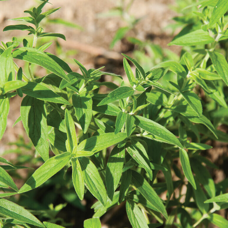 Mountain Mint, Pycnanthemum pilosum, 2 1/3" Eco Pot, perennial