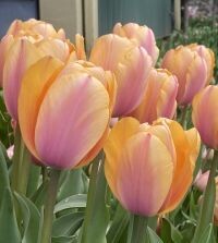 Giant Darwin Hybrid Tulip, Blushing Impression, 20 bulbs