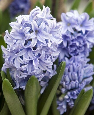 Hyacinth Bulbs, 4 Colors, 10 Bulbs