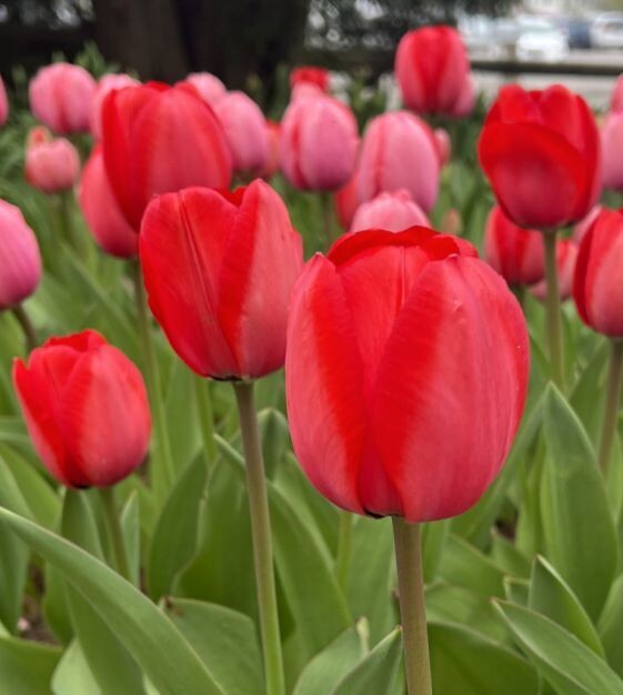 Giant Darwin Hybrid Tulip, Red Impression, 20 bulbs