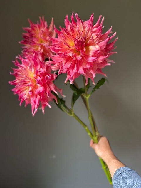 Penhill Watermelon Dahlia Tuber