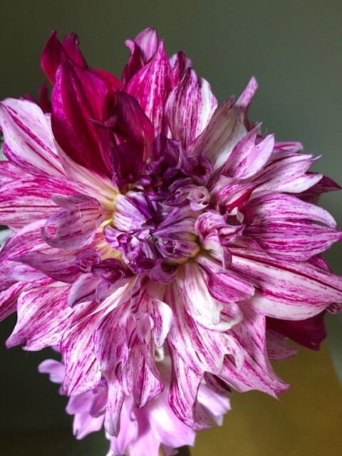 Variegated Red/Pink Not sure of name dahlia tuber