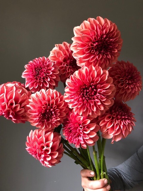 Orange Globe Dahlia Tuber