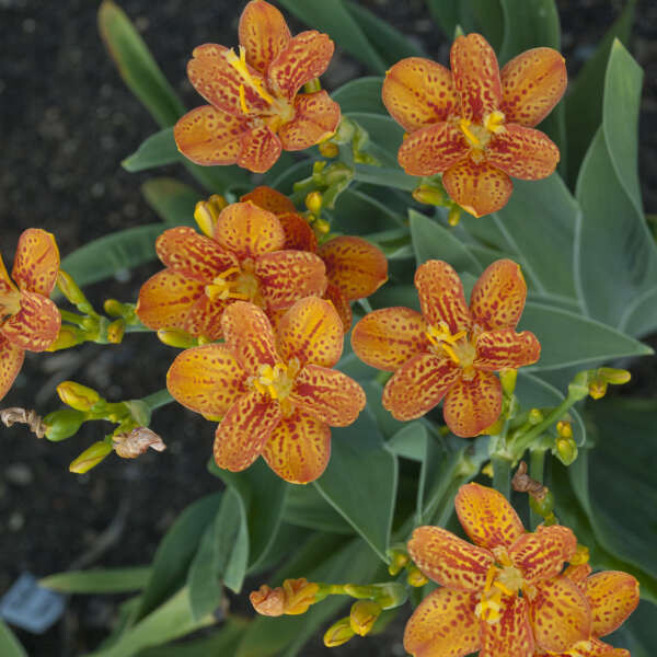 Blackberry Lily, Belamcanda chinensis, 'Freckle Face', perennial, Quart Pot