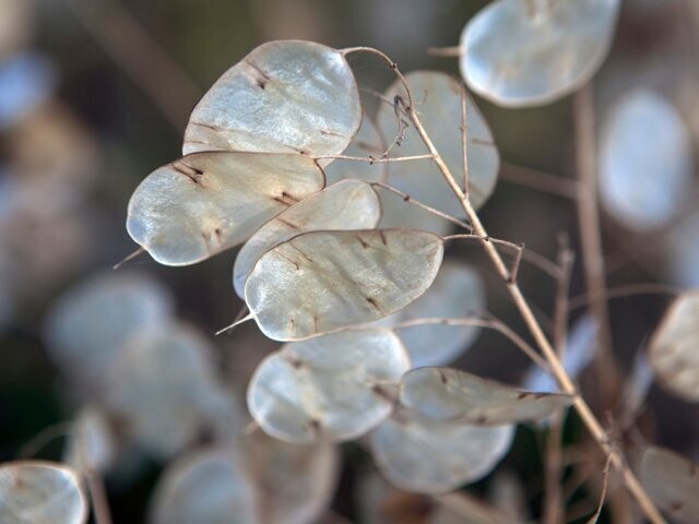 Lunaria biennis, Money Plant, quart pot