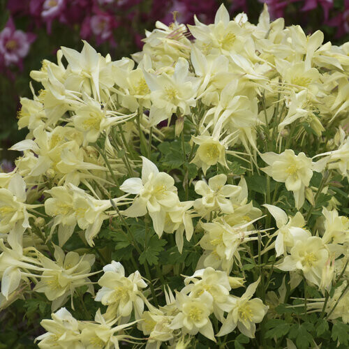 Aquilegia caerulea, Columbine KIRIGAMI™ 'Yellow' shade perennial, 4" Eco Pot