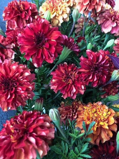 Marigold, 'Strawberry Blonde', annual, 2 1/3" Eco Pot