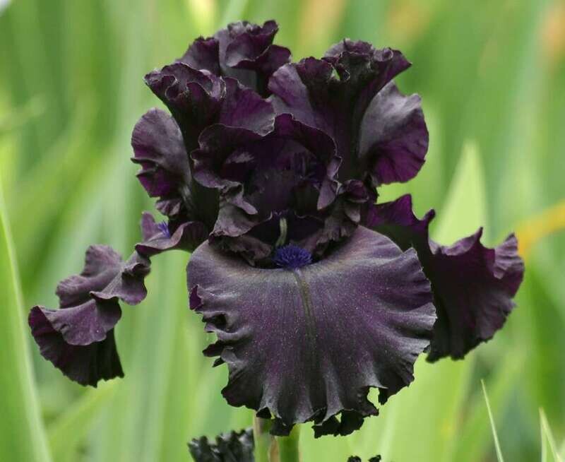 Bearded Iris, 'All Night Long', perennial, quart pot