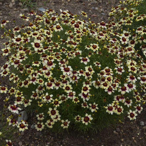 Coreopsis verticillata, 'Red Hot Vanilla', perennial, native, quart pot