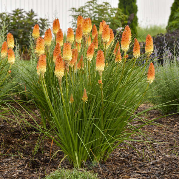 Kniphofia, red hot poker 'Hot and Cold', perennial, gallon pot