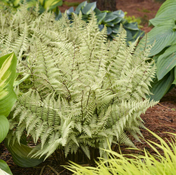 Fern, Athyrium 'Ghost', shade perennial, gallon pot