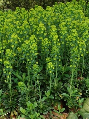 Euphorbia, Wood Spurge, shade perennial, Quart Pot