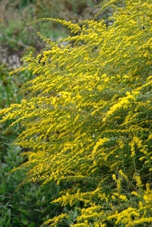 Goldenrod, Solidago rugosa, 'Fireworks', NATIVE, perennial, 4" Eco pot