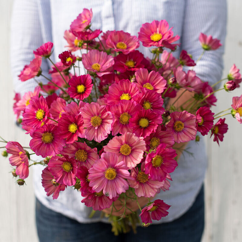 Cosmos, Xsenia, annual, 2 1/3&quot; Eco Pot
