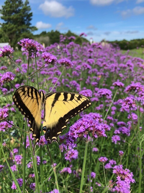 Verbena bonariensis, pollinator magnet, perennial, 4" Eco Pot