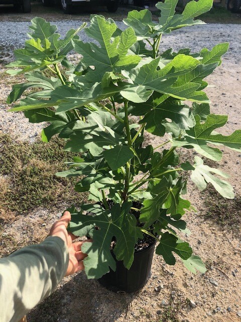 'Celeste' Fig Bushes, 2 gallon pot