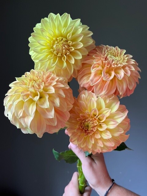 Bracken Sarah Dahlia Tuber