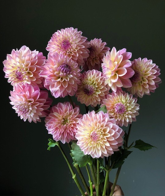 Coralie Dahlia Tuber