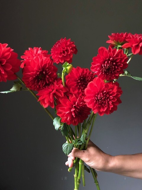 Audrey Grace Dahlia Tuber