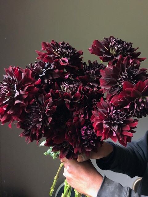 Rip City Dahlia Tuber