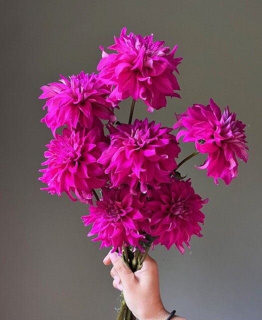 I'm A Hottie Dahlia Tuber