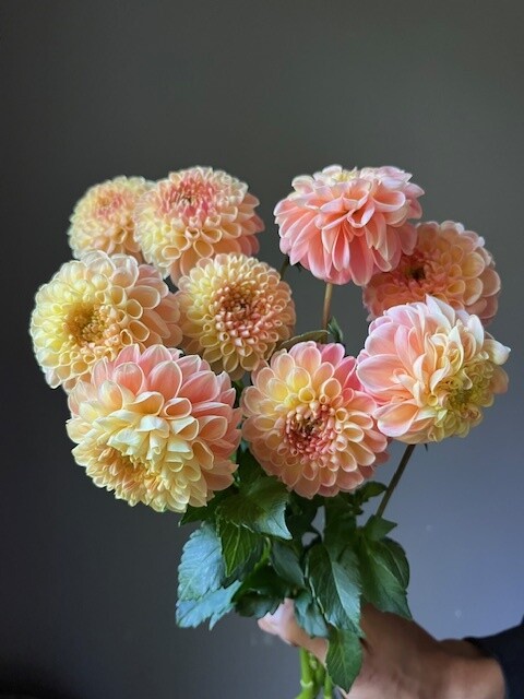 Crichton Honey Dahlia Tuber