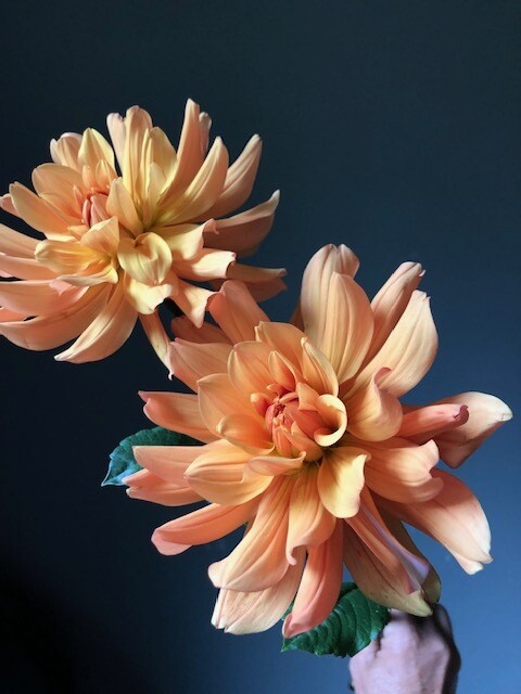 Andrew Charles Dahlia Tuber