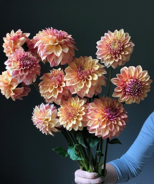 Miss Amara Dahlia Tuber